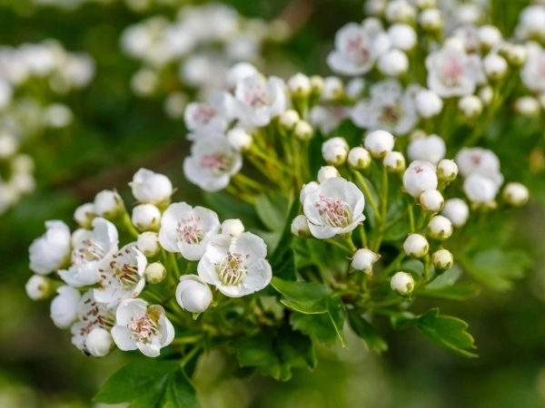 Galería Aurica Estudi Floral