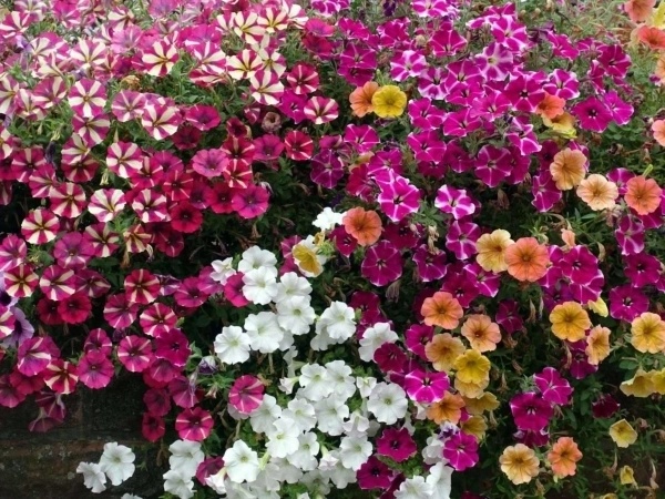Galería Aurica Estudi Floral