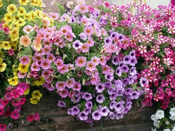 Galería Aurica Estudi Floral