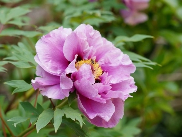 Galería Aurica Estudi Floral